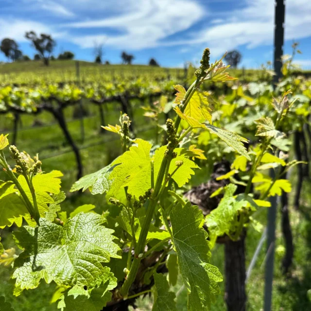 The Poachers Vineyard rapidly growing & full of life.

Pictured is the Syrah in its inflorescence phase, or pre flowering. The flower bud contains dozens of flowers, many of which will turn into berries. 🍇